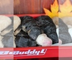 Small Photo #17 Goldendoodle Puppy For Sale in MARYVILLE, MO, USA