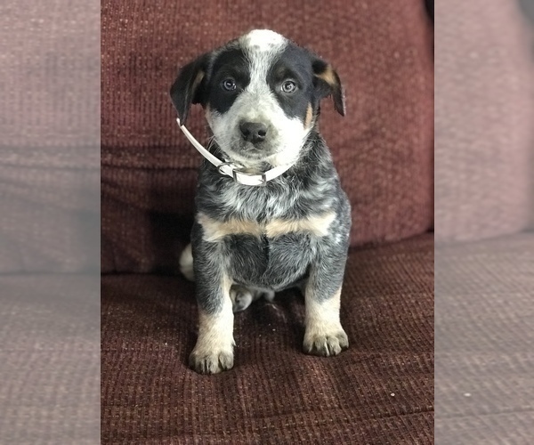 Medium Photo #7 Australian Cattle Dog Puppy For Sale in BOWLING GREEN, KY, USA