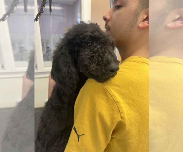 Medium Photo #2 Poodle (Standard) Puppy For Sale in WILSONVILLE, OR, USA