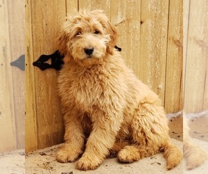 Mother of the Goldendoodle-Poodle (Standard) Mix puppies born on 10/11/2021
