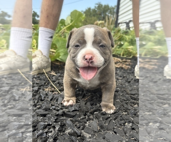 Medium Photo #3 American Bully Puppy For Sale in BLUE SPRINGS, MO, USA