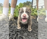Small #2 American Bully