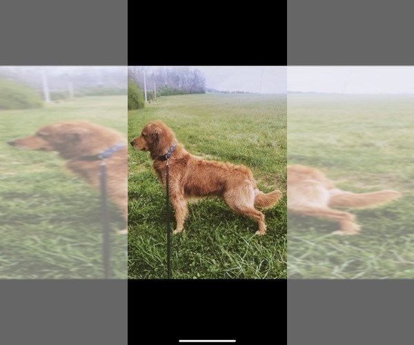 Medium Photo #1 Golden Retriever Puppy For Sale in RUTHERFORDTON, NC, USA