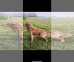 Small Photo #1 Golden Retriever Puppy For Sale in RUTHERFORDTON, NC, USA