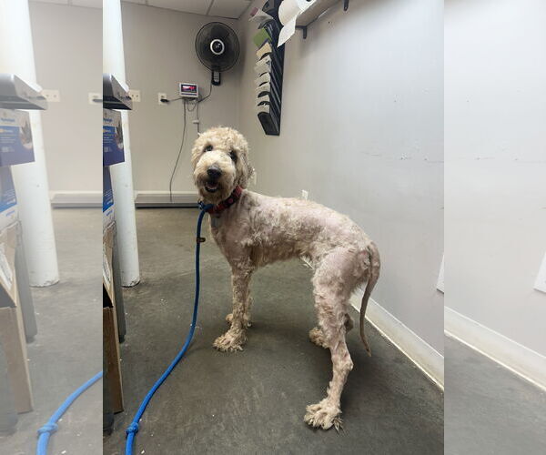 Medium Photo #1 Goldendoodle Puppy For Sale in Rockaway, NJ, USA