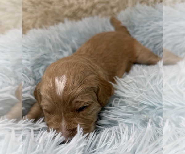 Medium Photo #58 Goldendoodle Puppy For Sale in PIERSON, FL, USA