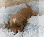 Small Photo #58 Goldendoodle Puppy For Sale in PIERSON, FL, USA