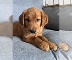 Small Photo #7 Golden Retriever Puppy For Sale in INDIANAPOLIS, IN, USA