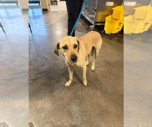 Black Mouth Cur-Unknown Mix Dogs for adoption in Rockwall, TX, USA