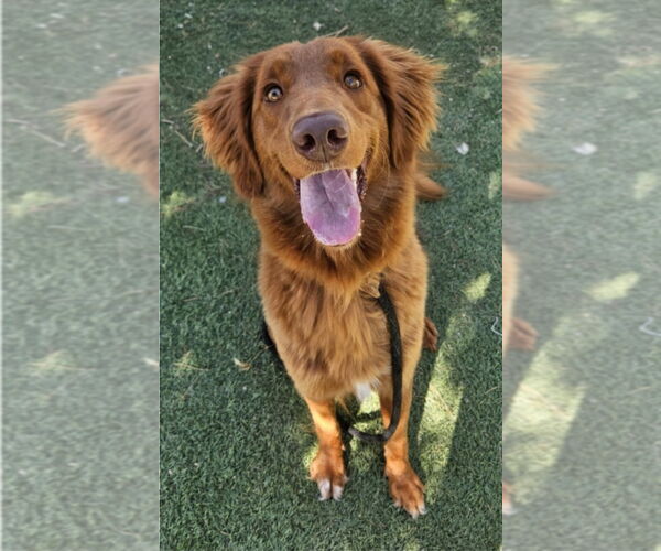 Medium Photo #3 Mutt Puppy For Sale in Lakewood, CO, USA