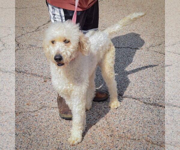 Medium Photo #4 Golden Retriever-Unknown Mix Puppy For Sale in Huntley, IL, USA