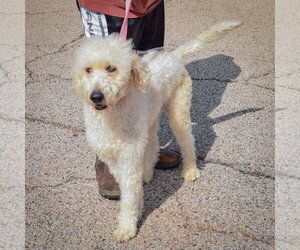 Duke - Male Golden Retriever-Unknown Mix Dog for Adoption - Photo #4