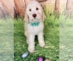 Small Photo #1 Poodle (Standard) Puppy For Sale in GRAND RIDGE, FL, USA