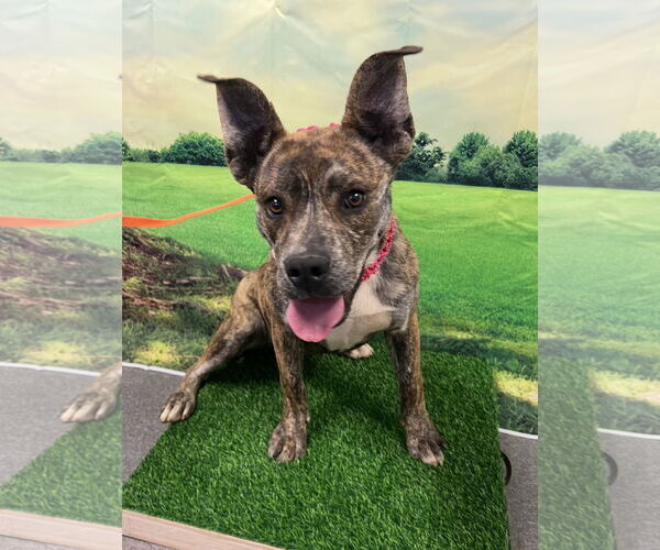 Medium Photo #5 Mutt Puppy For Sale in Euless, TX, USA