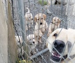 Puppy Yellow Male 1 Labrador Retriever