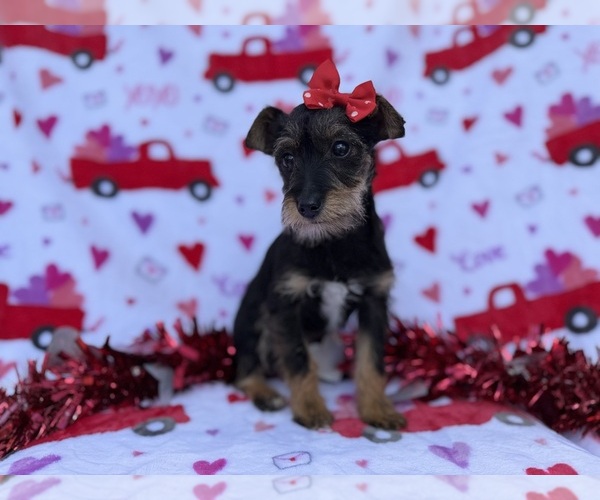 Medium Photo #7 Schnauzer (Miniature) Puppy For Sale in LAKELAND, FL, USA