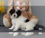 Small Photo #1 Havanese Puppy For Sale in FREDERICKSBG, OH, USA
