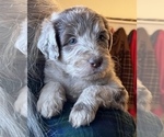 Small Photo #2 Labradoodle Puppy For Sale in LEXINGTON, GA, USA