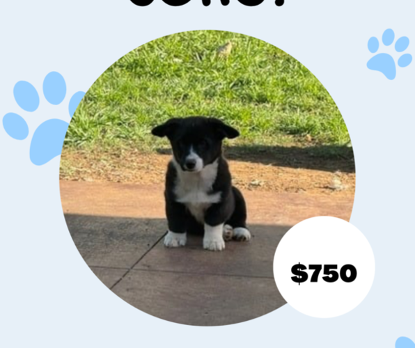 Medium Photo #1 Cowboy Corgi Puppy For Sale in ARDMORE, OK, USA