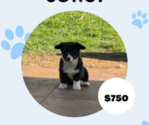 Puppy Puppy 2 Cowboy Corgi