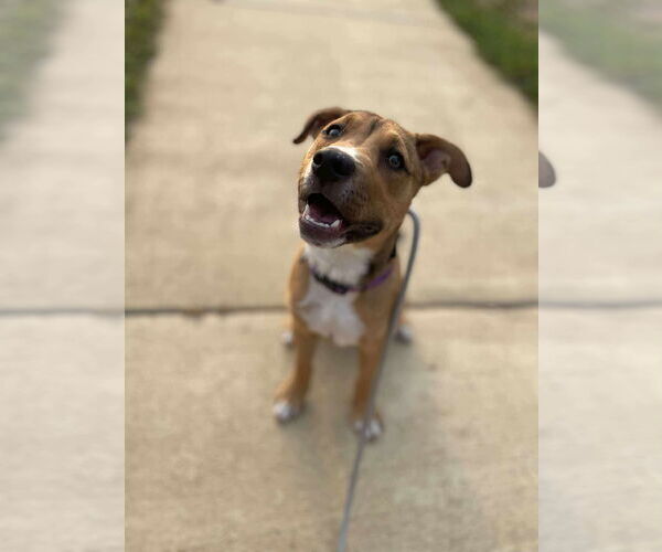 Medium Photo #12 Carolina Dog-Unknown Mix Puppy For Sale in Derwood, MD, USA