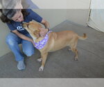 Small #1 Labrador Retriever Mix