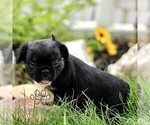 Small #3 French Bulldog