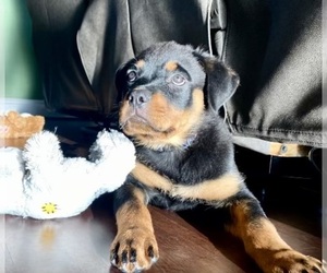 Rottweiler Puppy for sale in POMONA, CA, USA