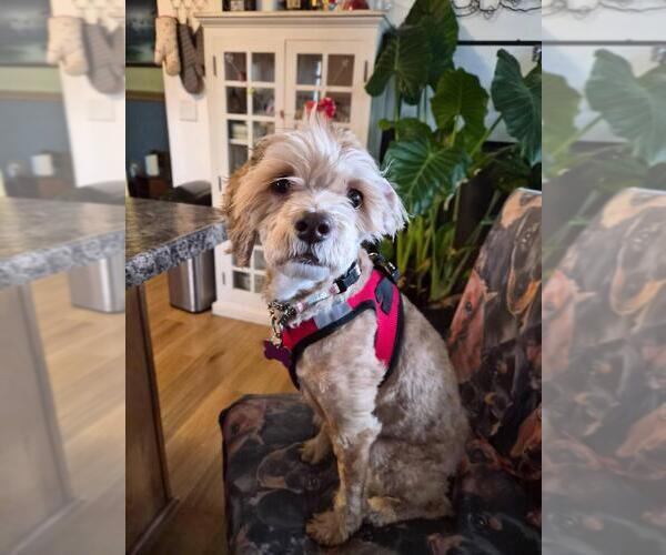 Medium Photo #2 Cocker Spaniel-Unknown Mix Puppy For Sale in Andover, MN, USA