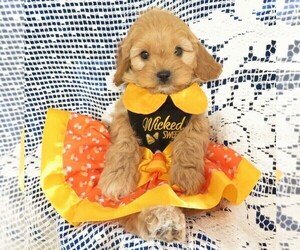 Cavapoo Puppy for sale in NORWOOD, MO, USA