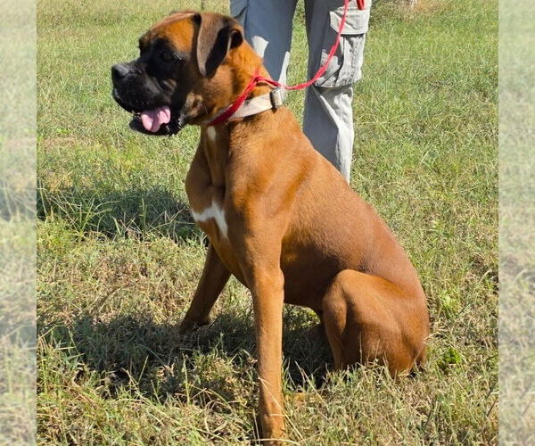 Medium Photo #4 Boxer Puppy For Sale in Austin, TX, USA