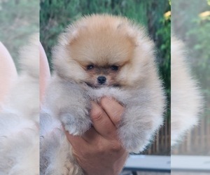 Pomeranian Puppy for sale in SOUTH LAKE TAHOE, CA, USA
