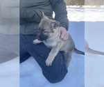 Small #2 German Shepherd Dog