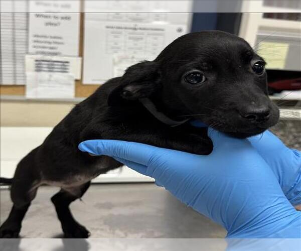 Medium Photo #1 Doberman Pinscher-Unknown Mix Puppy For Sale in Conroe, TX, USA