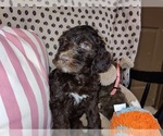 Small Photo #32 Australian Labradoodle Puppy For Sale in W FIELD, NC, USA