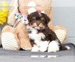 Small Photo #1 Havanese Puppy For Sale in FREDERICKSBG, OH, USA