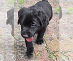 Puppy 5 Labrador Retriever