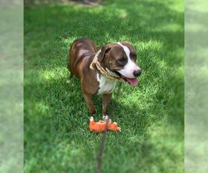 Cain - Male American Pit Bull Terrier-Catahoula Leopard Dog Mix Dog for Adoption - Photo #2