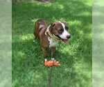 Small #1 American Pit Bull Terrier-Catahoula Leopard Dog Mix