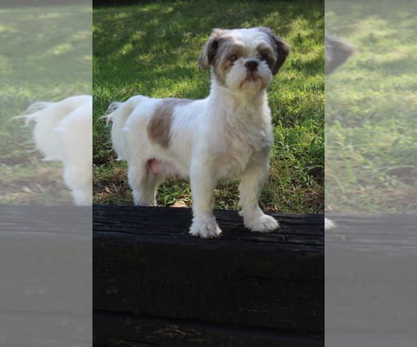 Medium Photo #1 Shih Tzu Puppy For Sale in SAPULPA, OK, USA