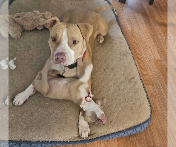 Medium Photo #4 American Pit Bull Terrier-Unknown Mix Puppy For Sale in Sandy, UT, USA