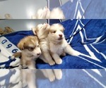 Small Photo #7 Alaskan Malamute Puppy For Sale in ERIAL, NJ, USA