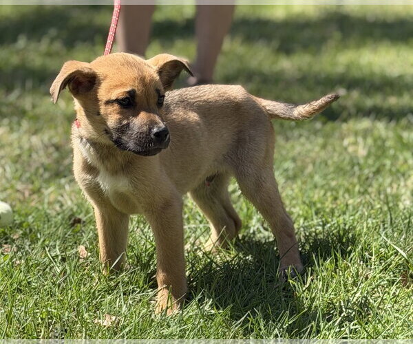 Medium Photo #3 Mutt Puppy For Sale in Yardley, PA, USA
