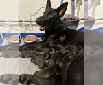 Small Photo #1 German Shepherd Dog Puppy For Sale in TEMPLE, TX, USA