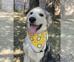 Small #1 Great Pyrenees
