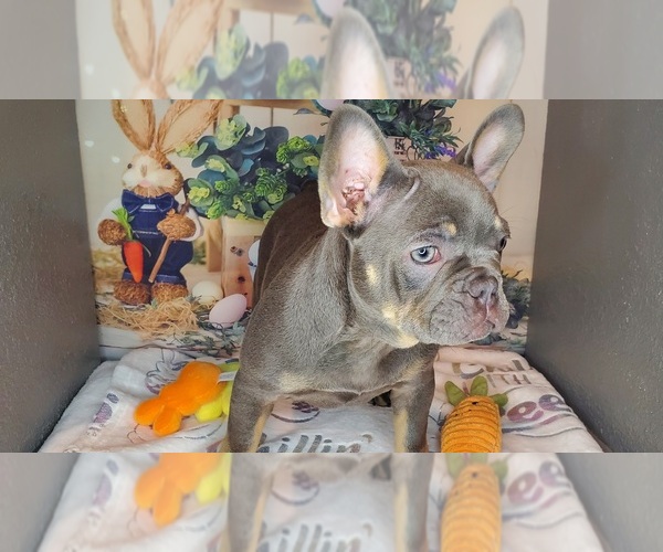 Medium Photo #5 French Bulldog Puppy For Sale in MARYVILLE, TN, USA