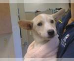 Small Irish Terrier Mix
