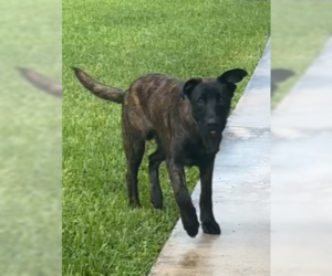 Dutch Shepherd -Unknown Mix Dogs for adoption in West Palm Beach, FL, USA