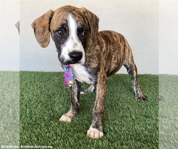 Medium Photo #3 Boxer-Plott Hound Mix Puppy For Sale in San Diego, CA, USA