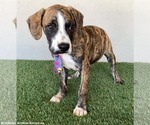 Small #2 Boxer-Plott Hound Mix